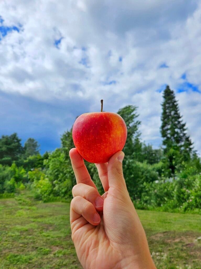 Mehuasema avautuu elokuussa - Lue lisää